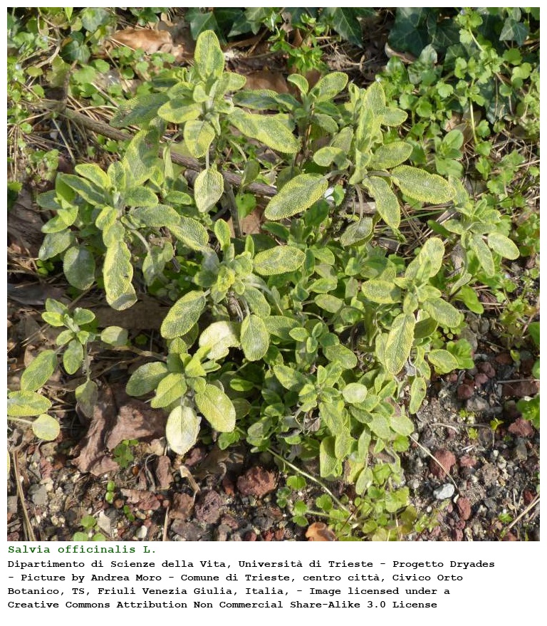Salvia officinalis L.